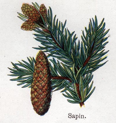 Plantes botaniques médicinales et alimentaires : sapin. Gravure dans "La médication naturelle" de Friedrich Eduard Bilz (1842-1922) - Unknown artist