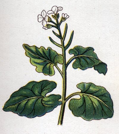 Plantes botaniques médicinales et alimentaires : herbe aux chantres. Gravure dans "La médication naturelle", par Friedrich Eduard Bilz (1842-1922) - Unknown artist