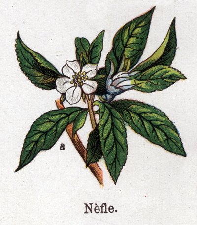 Plantes botaniques médicinales et alimentaires : néflier. Gravure dans "La médication naturelle" de Friedrich Eduard Bilz (1842-1922) - Unknown artist