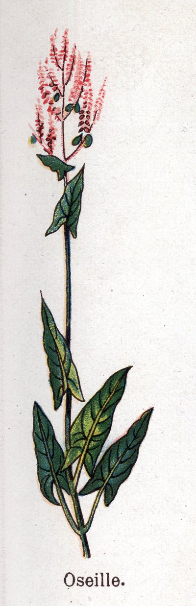Plantes botaniques médicinales et alimentaires : oseille. Gravure dans "La médication naturelle", par Friedrich Eduard Bilz (1842-1922) - Unknown artist