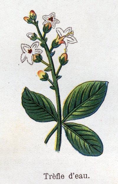 Plantes botaniques médicinales et alimentaires : trèfle d