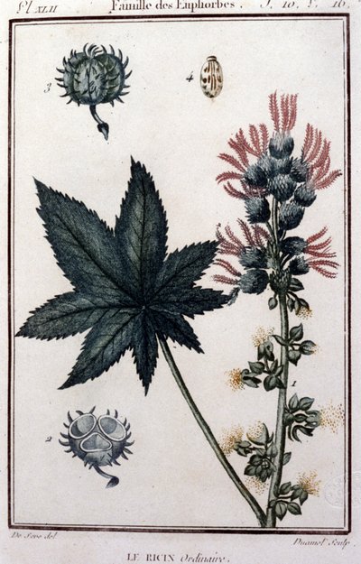 Plantes médicinales : ricin ordinaire. Famille des euphorbiacées. Planche botanique du 19ème siècle - Unknown artist