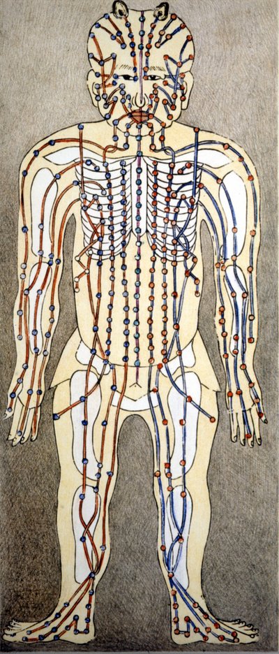 Médecine. Diagramme du corps humain d