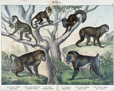 Singes: singes... - dans "Histoires naturelles des mammifères", éd. Schreiber - Unknown artist