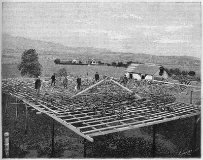 Vignoble de Montecito en Californie en 1888. Dans "Nature" de 1888. - Unknown artist