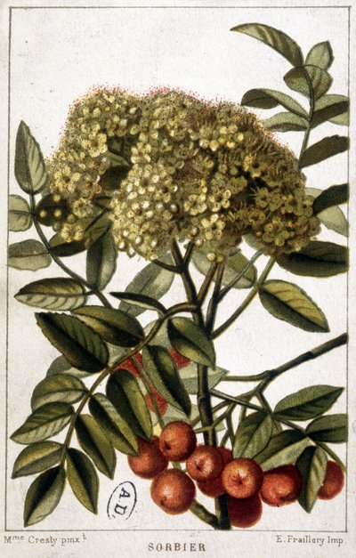 Frêne de montagne - planche botanique - Unknown artist