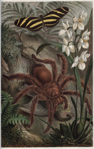 Mygalomorphae (Orthognatha) - gravure de "La vie des animaux" d