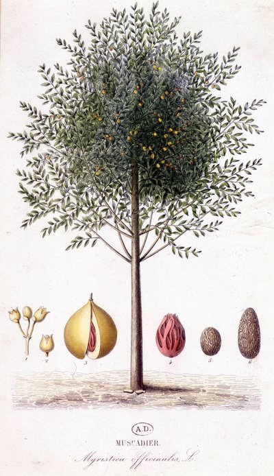 Myristica fragrans - Muscadier (Myristica officinalis). planche botanique - Unknown artist