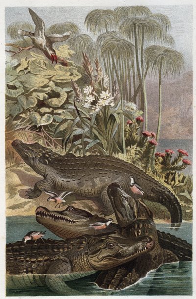 Crocodile du Nil (Crocodylus niloticus) - gravure de « La Vie des Animaux » par Alfred Edmund Brehm (1829-1884) - Unknown artist
