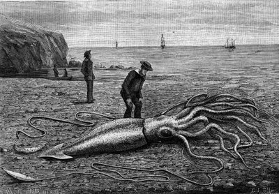 Poulpe de la côte de Terre-Neuve : « Architeuthis princeps ». Gravure dans « La Nature : revue des sciences et de leurs applications aux arts et à l