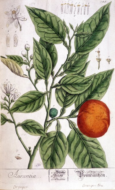 Orange (Aurentia) - Arts Déco - Unknown artist