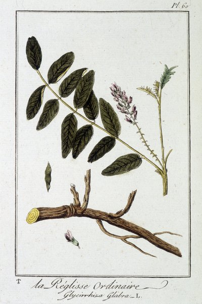 Réglisse ordinaire (Glycyrrhiza glabra) - dans « Exercices de botanique à l