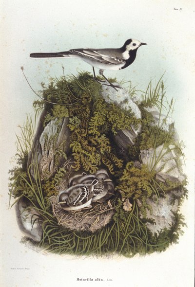Ornithologie : une bergeronnette grise (motacilla alba) près du nid de ses petits. Planche de zoologie du 19ème siècle - Unknown artist