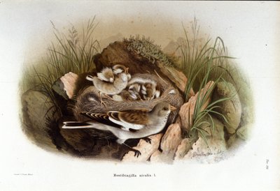 Ornithologie : une niverolle alpine près du nid de ses petits - Unknown artist