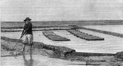 Ostréiculture - la culture des huîtres dans le bassin d