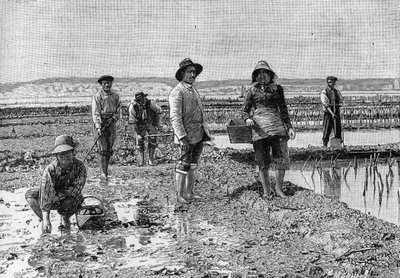Ostréiculture - la culture des huîtres dans le bassin d