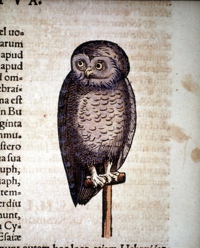 Hibou - de Historiae animalium par Konrad Gesner, Tiguri - Unknown artist