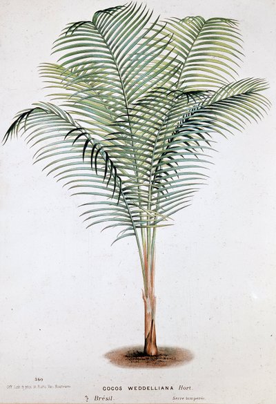 Palmier Cocos Weddelliana (Brésil) - planche botanique - Unknown artist
