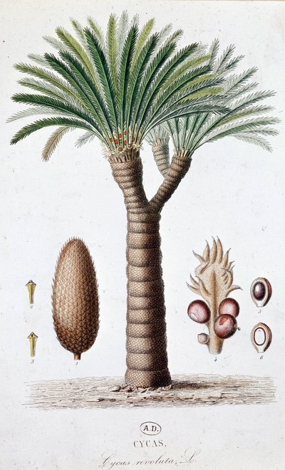 Palmier Cycas Revoluta - Planche botanique - Unknown artist