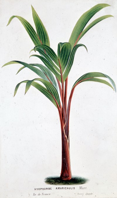 Palmier Hyophorbe Amaricaulis (Maurice) - Planche botanique - Unknown artist