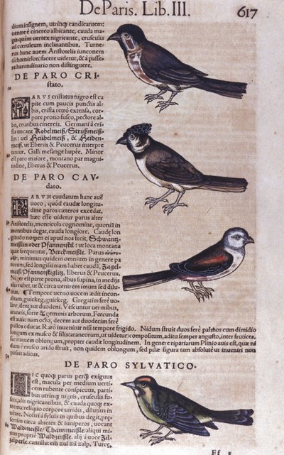 Passereaux dans Historia Animalium de Conrad Gesner (1516 - 1565), Tiguri - Unknown artist