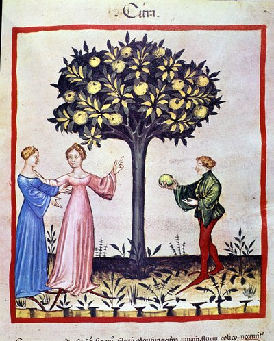 Récolte de cédrat, fruit du cédratier. Enluminure du traité de médecine et de diététique « Tacuinum sanitatis » - Unknown artist