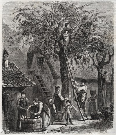 Cueillir des cerises - gravure de 1860 - Unknown artist
