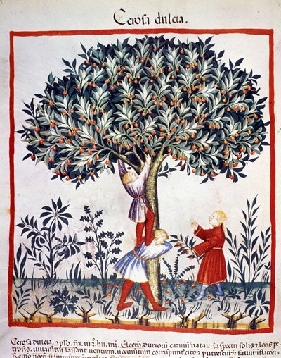 Cueillette des cerises. Enluminure du « Tacuinum sanitatis ». - Unknown artist
