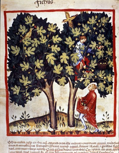 Cueillette des figues. Enluminure du « Tacuinum sanitatis ». - Unknown artist