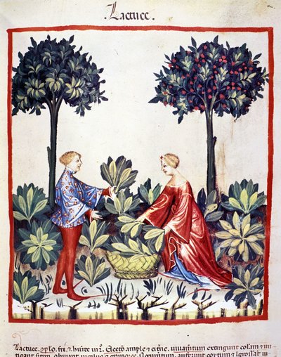 Récolte de laitue. Enluminure du Tacuinum sanitatis - Unknown artist