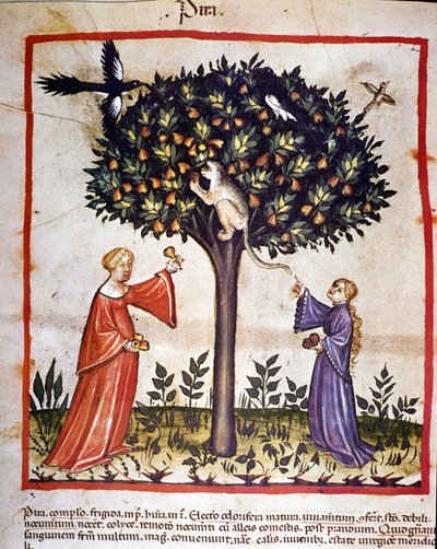 Cueillette des poires. Enluminure du « Tacuinum sanitatis ». - Unknown artist