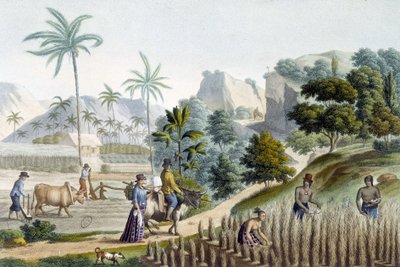 Récolte et plantation de riz sur l