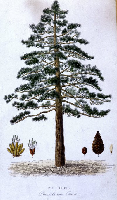 Pin Laricio - planche botanique - Unknown artist