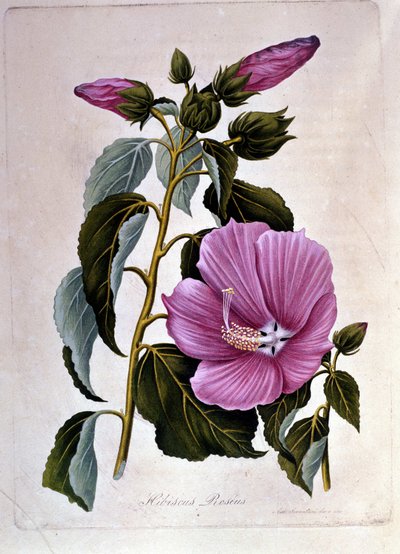 Hibiscus rose. Planche botanique. Gravure - Unknown artist