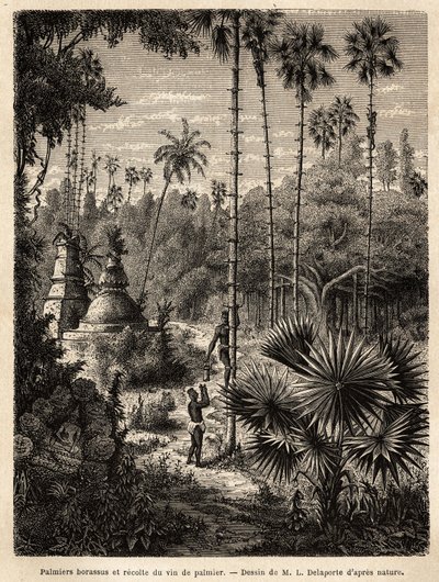 Plantation de palmiers borassus au Laos et collecte de vin de palme, qui n
