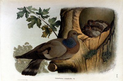 Assiette représentant une colombe près de son nid - Unknown artist