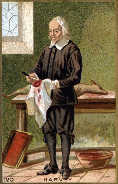 Portrait de William Harvey (1578 - 1657), médecin anglais. Chromolithographie du XIXe siècle. - Unknown artist