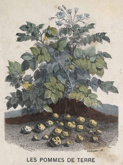 Pommes de terre. Illustration du 19ème siècle. Collection Bianchetti - Unknown artist