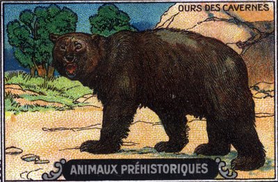 Animal préhistorique : un ours des cavernes. - Unknown Artist