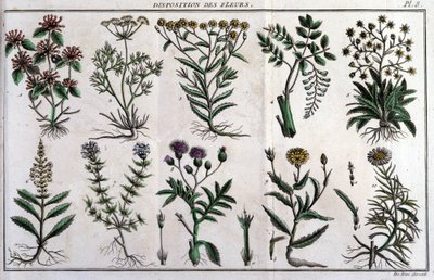 Provisions de fleurs : dans « Flora Françoise, ou brève description de toutes les plantes qui croissent naturellement en France, arrangées selon une nouvelle méthode d