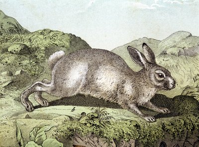 Lapin - dans «Histoire naturelle des mammifères», éd. Schreiber - Unknown artist