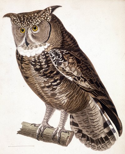 Rapace : hibou africain. Gravure du XIXe siècle - Unknown artist