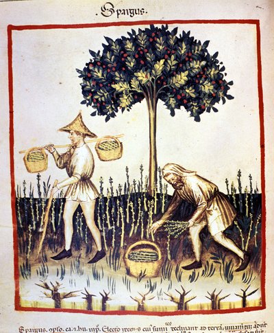 Récolte des asperges. Enluminure du « Tacuinum sanitatis » - Unknown artist