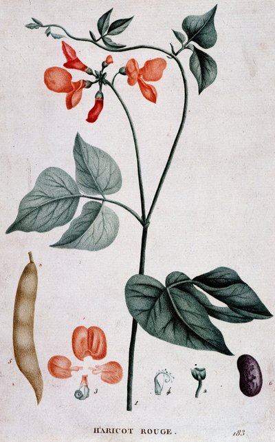 Haricot rouge, planche botanique - Unknown artist