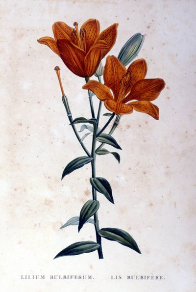 Lys bulbifère rouge. Gravure du 19ème siècle - Unknown artist