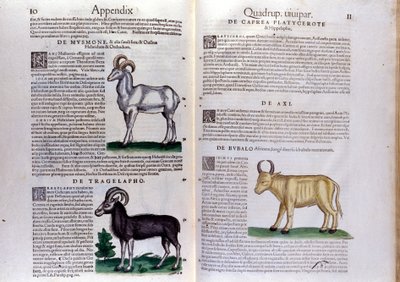 Représentation de moutons, buffles... - dans Historia Animalium de Conrad Gesner (1516 - 1565), Tiguri - Unknown artist