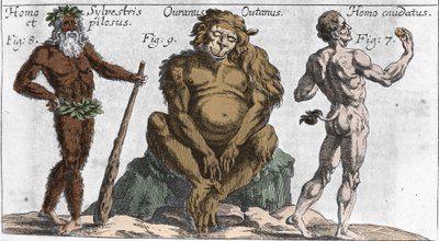 Représentations de diverses créatures monstrueuses : un homme de la forêt ou poilu, un singe orang-outan et un homme avec une queue. Planche de "Mundi Mirabilis Oeconomia" par Johann Zahn, sd. 1696. Milanais - Unknown artist