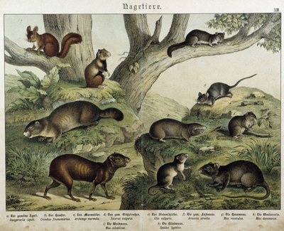 Rongeur: écureuil... - dans "Histoires naturelles des mammifères", éd. Schreiber - Unknown artist