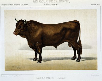 Taurus de race Salers - dans « Animaux de la ferme » - Unknown artist