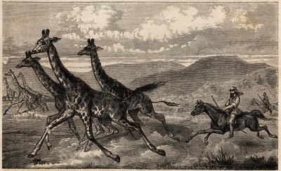 Samuel W. Baker chassant la girafe en Afrique centrale dans la région du Haut-Nil. Gravure pour illustrer le voyage au lac Albert, en 1861-1864, de Sir Samuel White Baker, dans "Le tour du monde, nouveau journal des voyages" publié sous la direction d